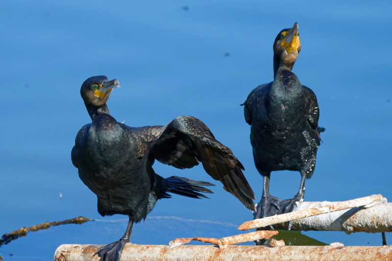 Two cormorants relaxing 1